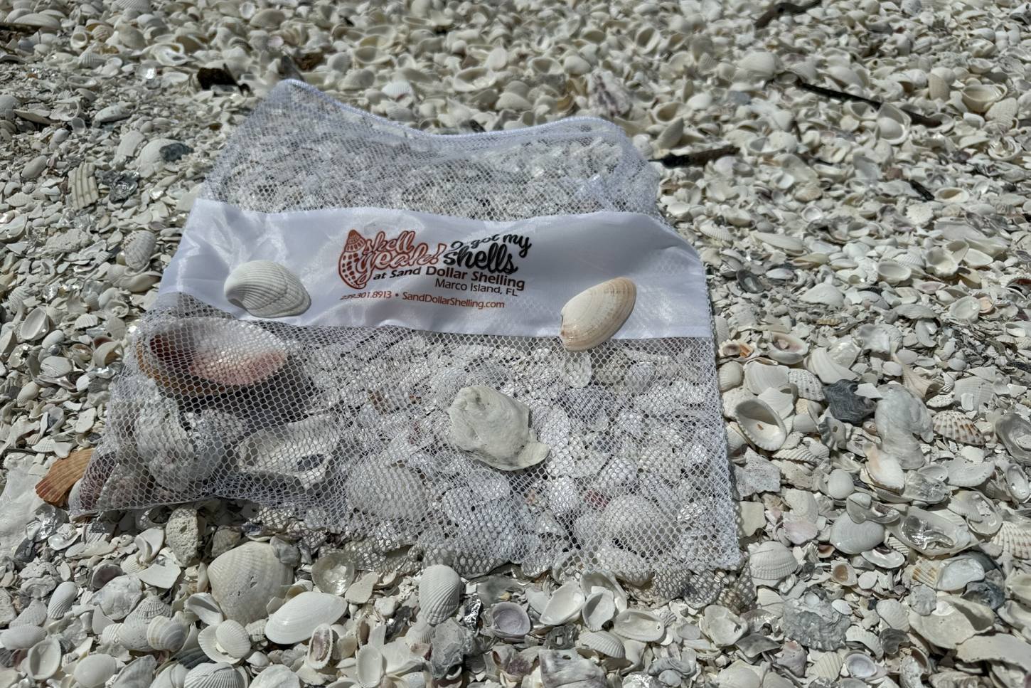 Auf geht's zum Muschelsuchen!