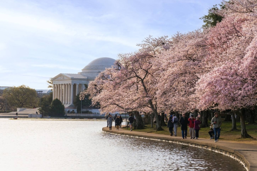 Frühling in Zartrosa: Tausende Kirschbäume erblühen in Washington, DC